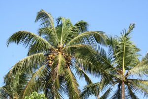cocotier sri lanka fibre de coco récolte