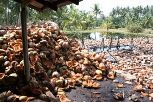 noix de coco récolte fibre de coco substrat