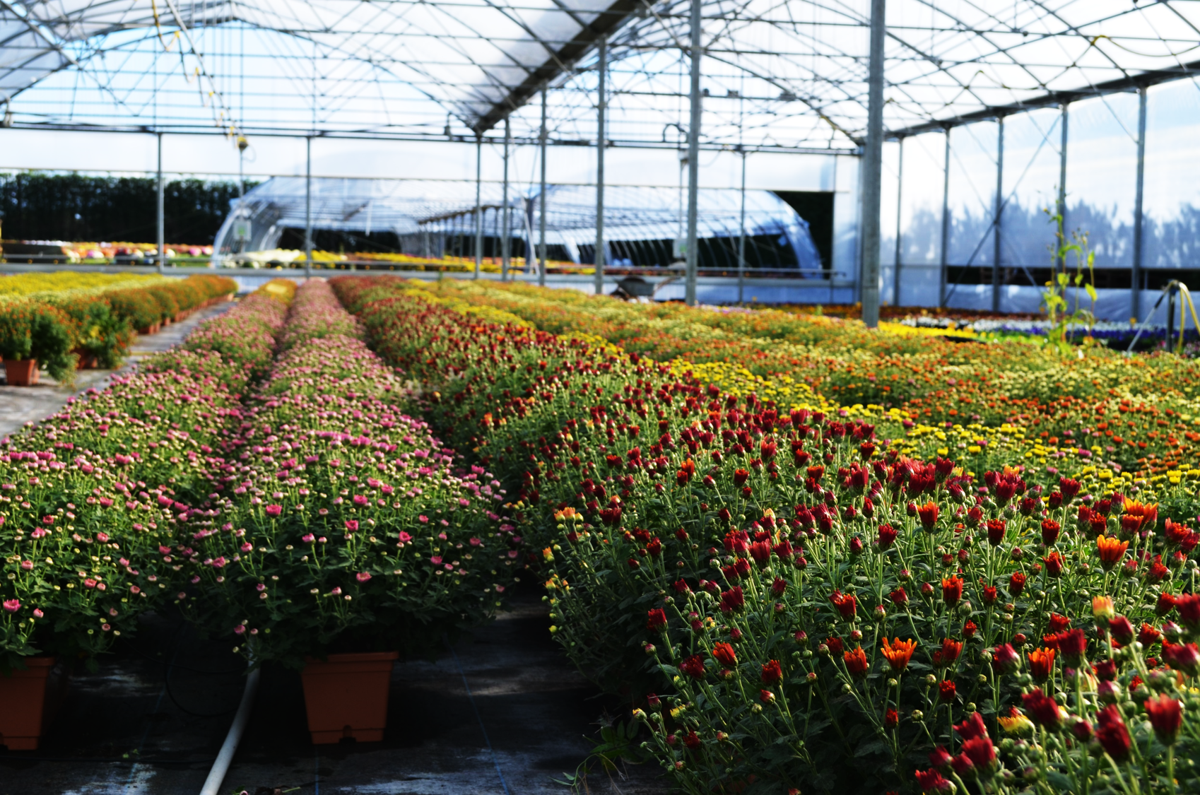 Culture des chrysanthèmes DUMONA