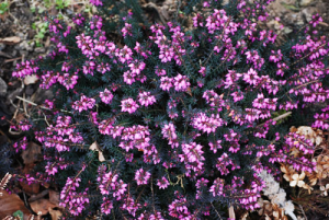 Plante de terre de bruyère