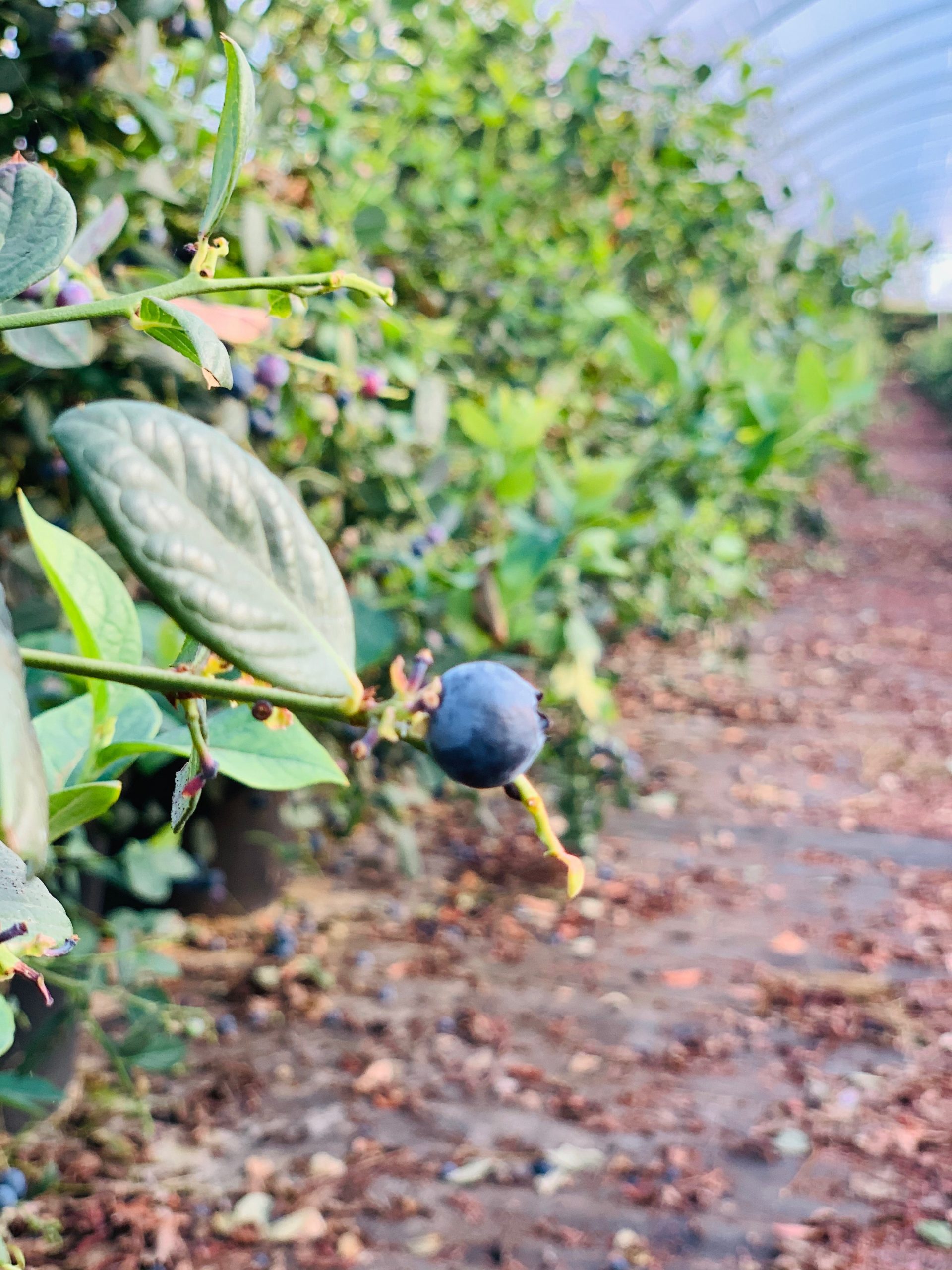 Dumona, présent sur le marché de la myrtille