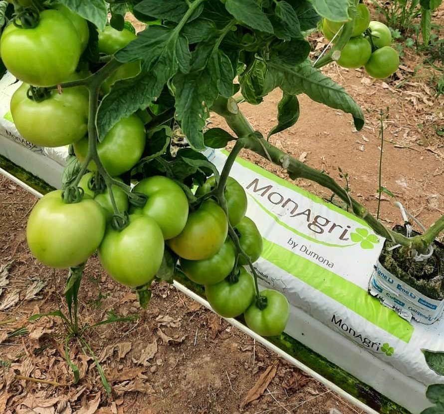 DUMONA, acteur sur le marché de la tomate et du concombre